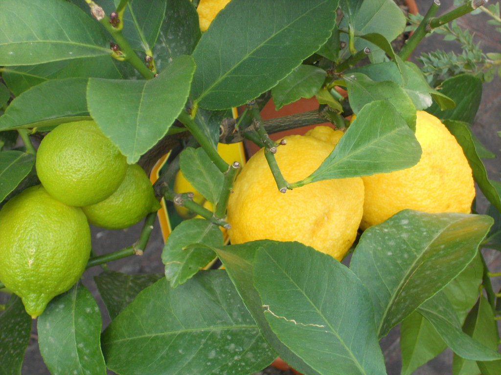 Limoni - Lemons
